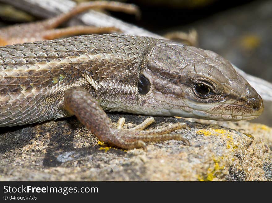 Close view detail of a large psammodromus (psammodromus algirus) lizard. Close view detail of a large psammodromus (psammodromus algirus) lizard.