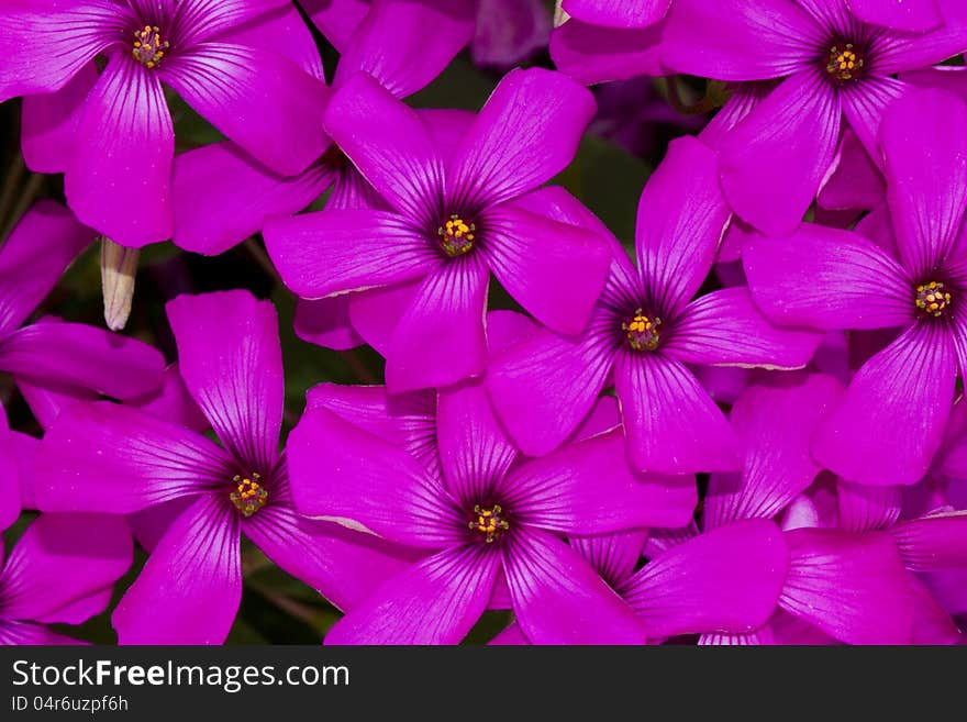 Close up view of the beautiful Pink-sorrel (Oxalis articulata) flower. Close up view of the beautiful Pink-sorrel (Oxalis articulata) flower.