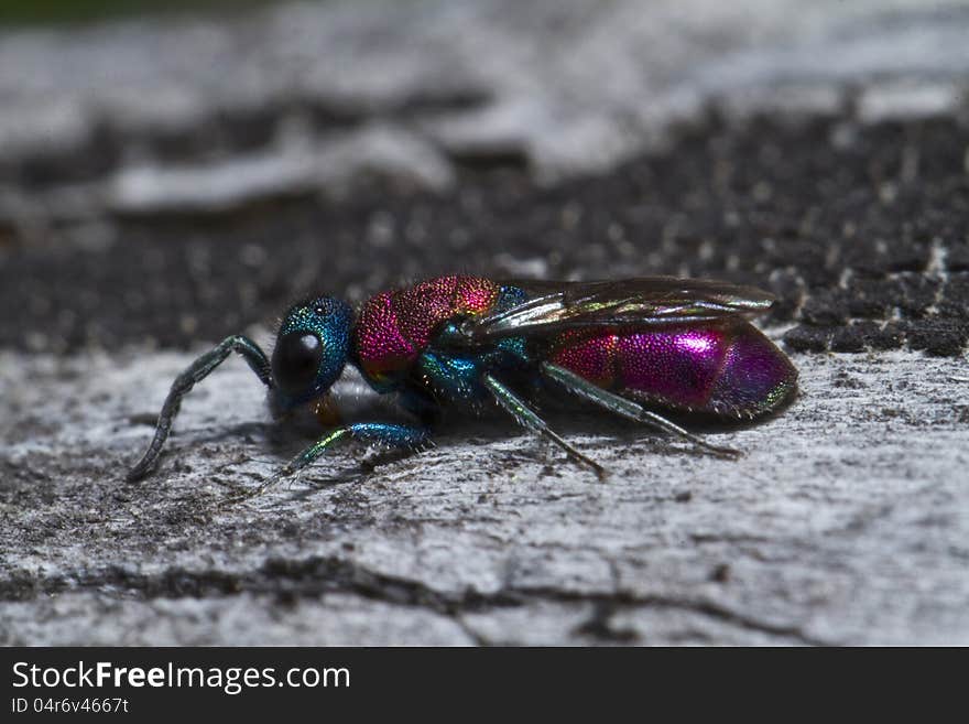 Cuckoo Wasp &x28;Chrysis lusitanica&x29