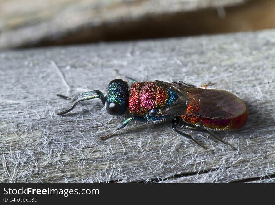 Cuckoo Wasp &x28;Chrysis lusitanica&x29