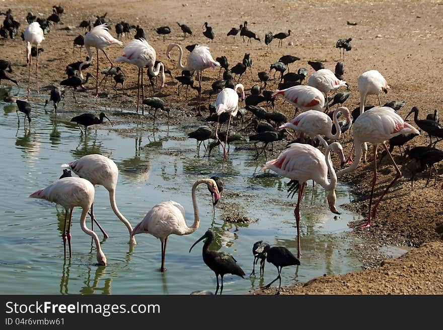 Pink flamingos and black herons feed on small pond in a safari