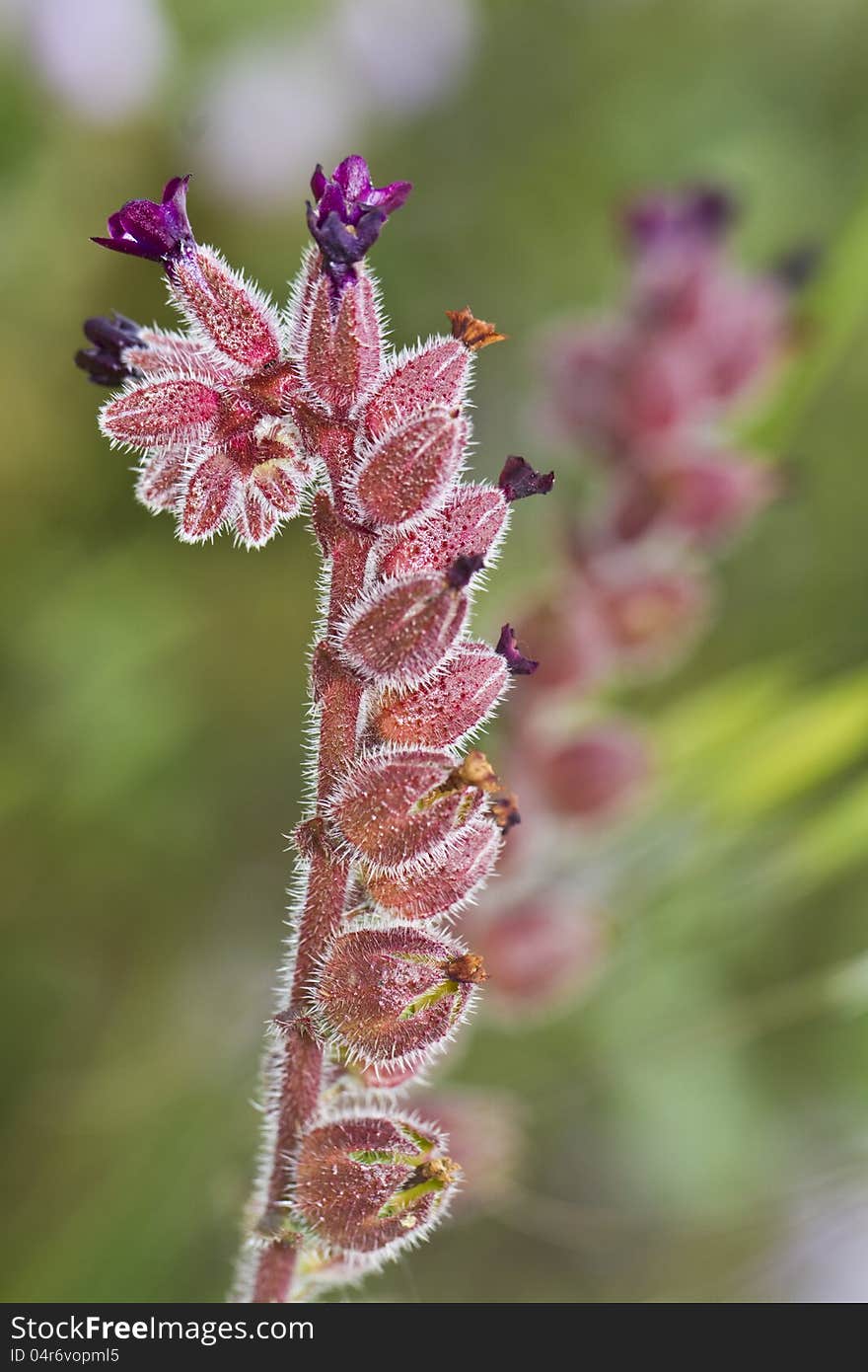 Red Monkswort &x28;Nonea vesicaria&x29; flower