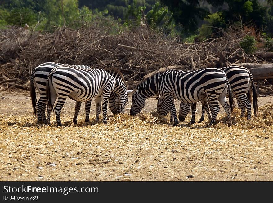 Group of zebras grazing in a safari. Group of zebras grazing in a safari