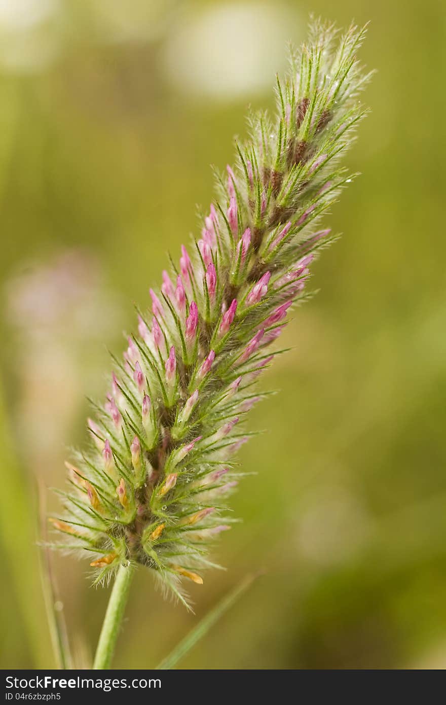 Trifolium Flower