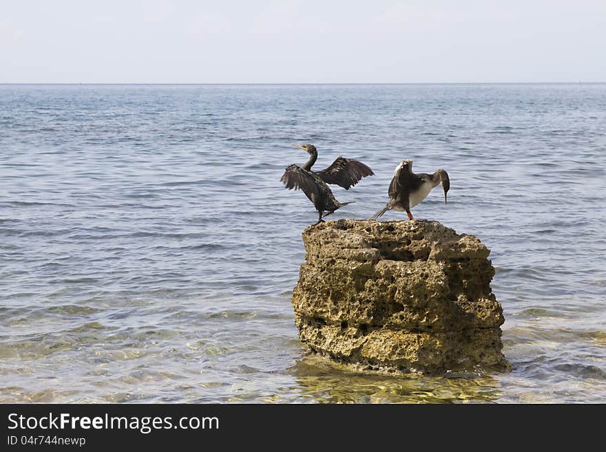 Pair of cormorant