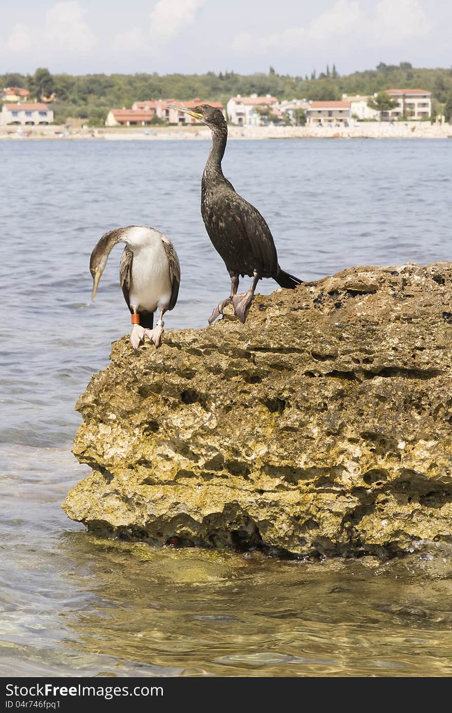 Cormorants