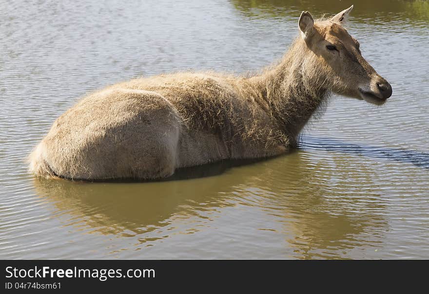 Female of siberian deer laying in water