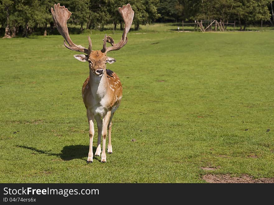 Deer