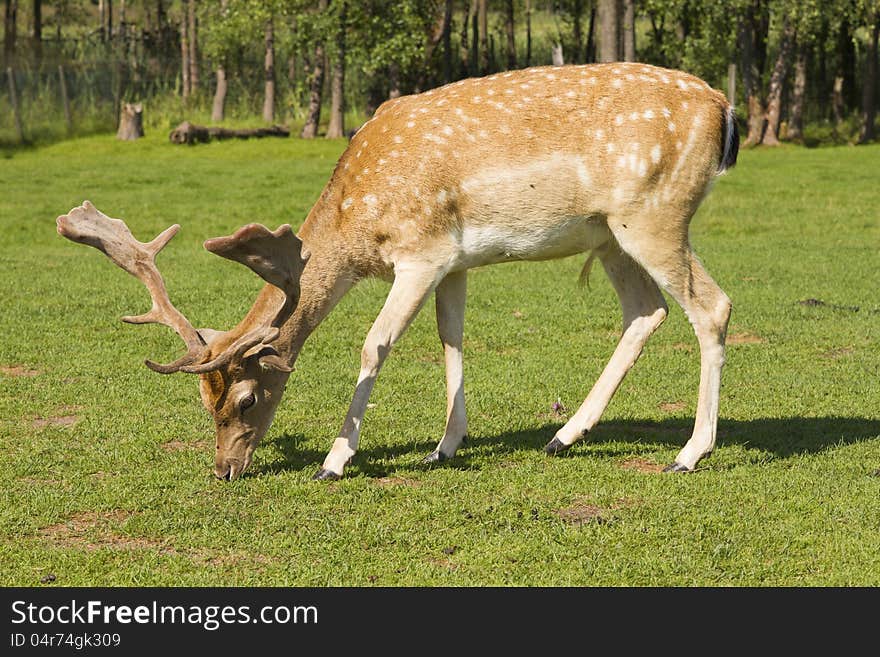 Single deer grazing in grass yard