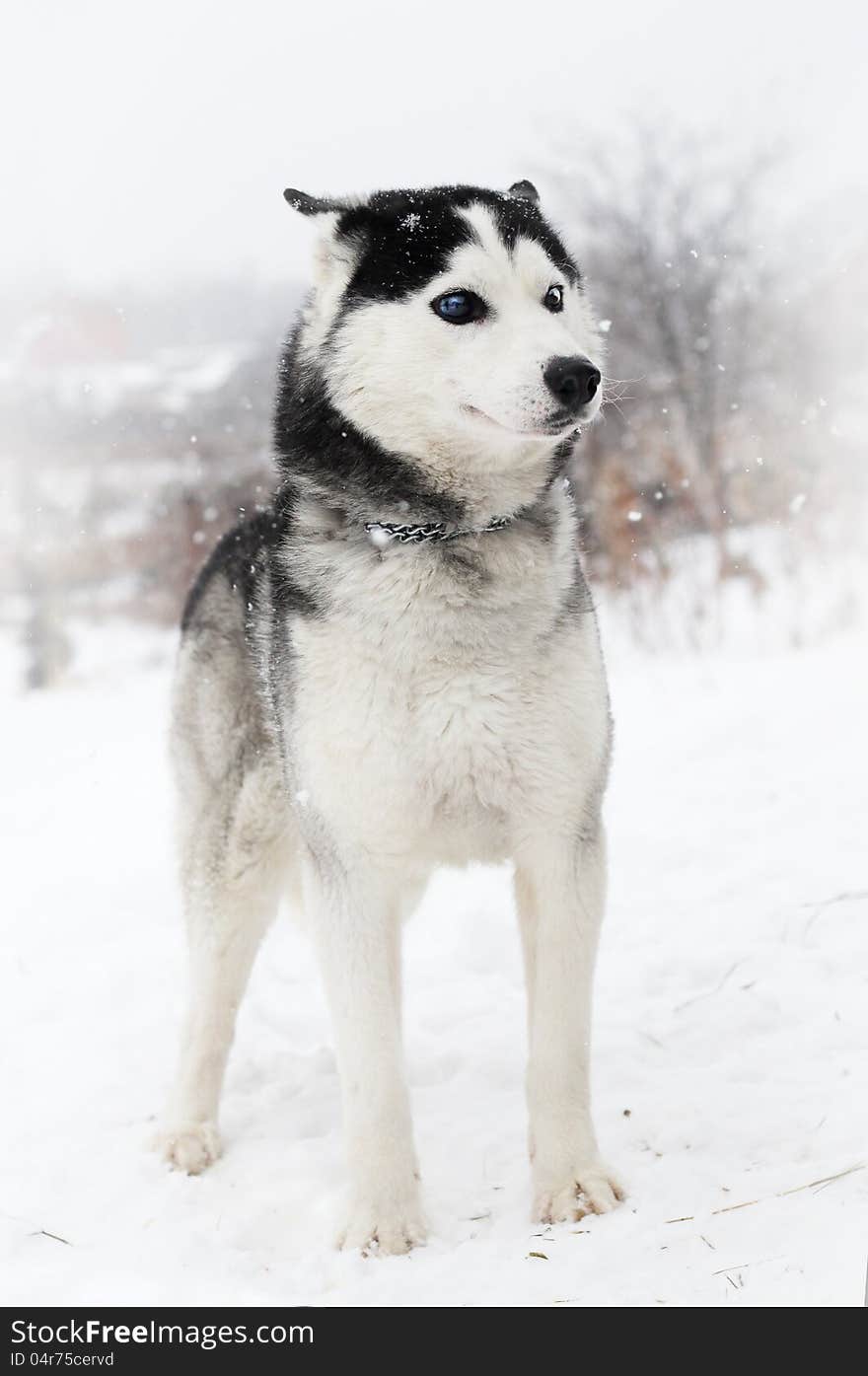 Siberian Huskies