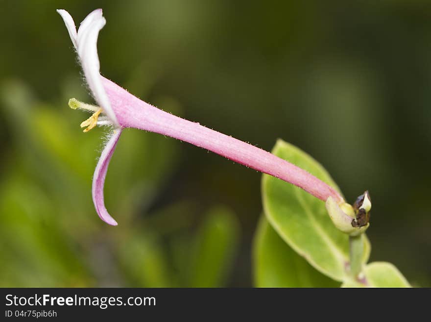 Honeysuckle &x28;Lonicera implexa&x29