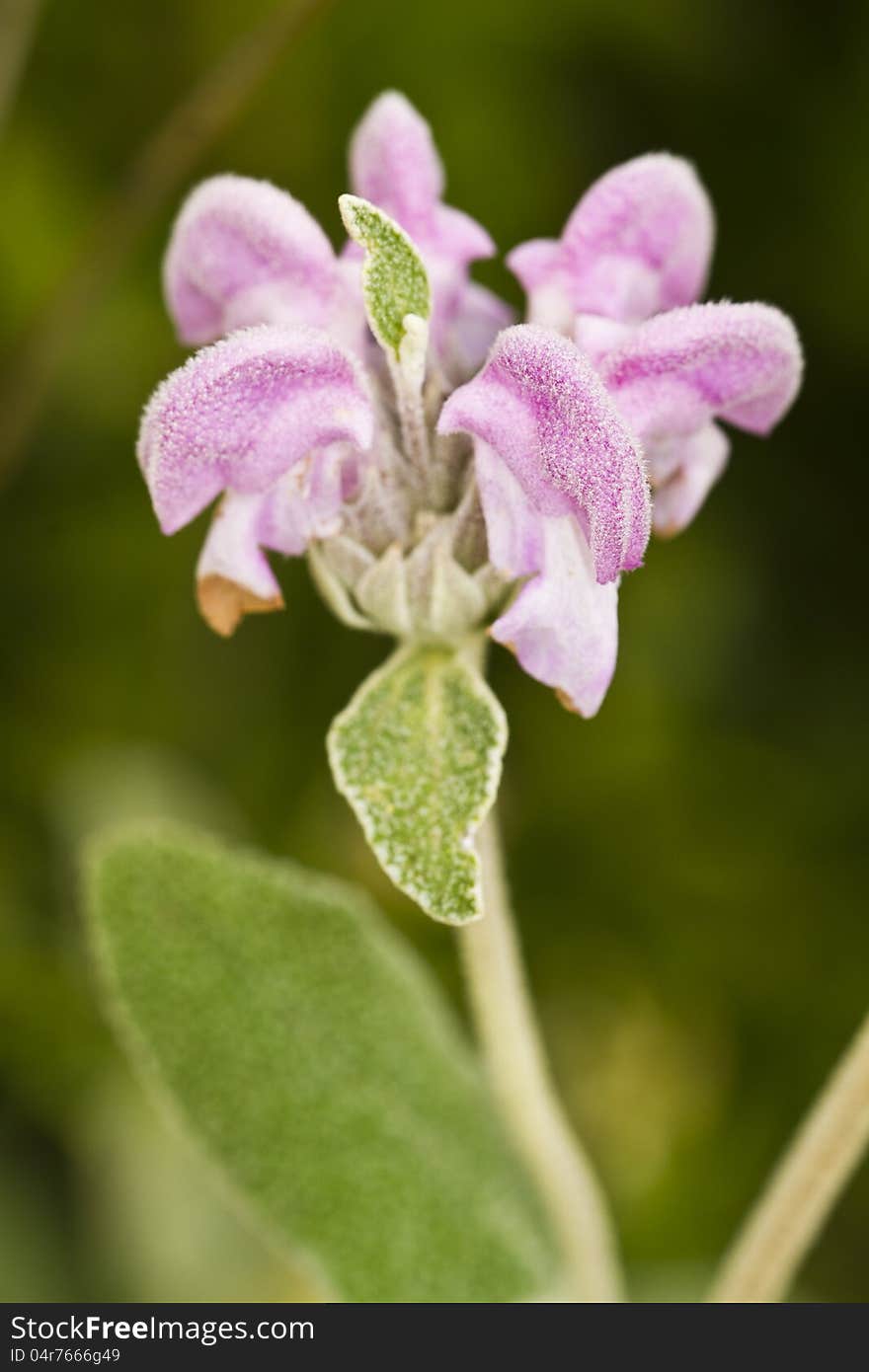 Purple Phlomis &x28;Phlomis Purpurea&x29;