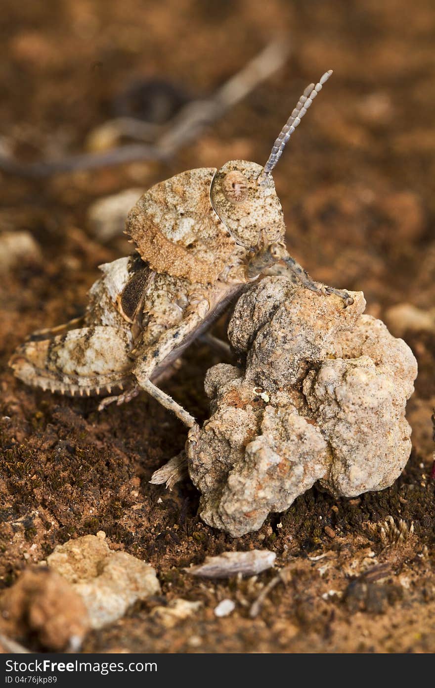 Grasshopper &x28;Ocnerodes fallaciosus&x29