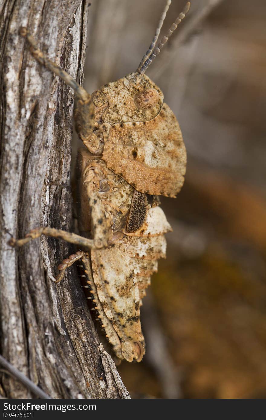 Grasshopper &x28;Ocnerodes fallaciosus&x29