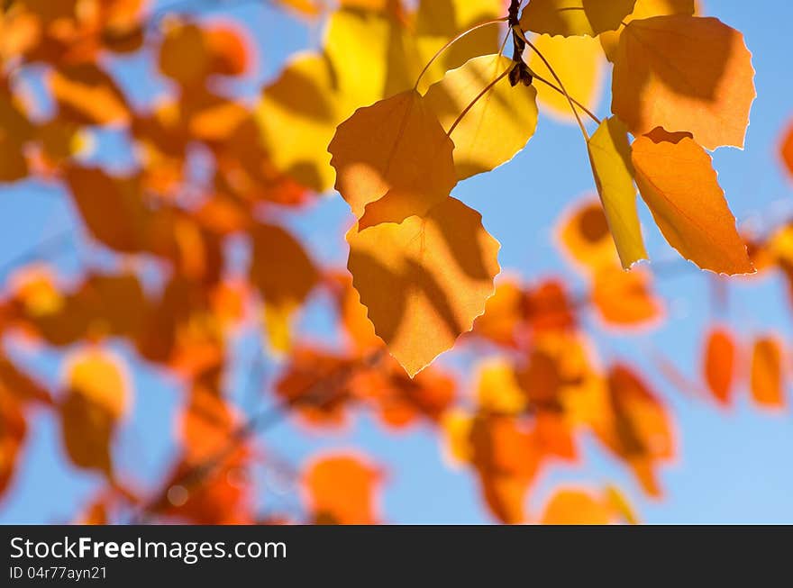 Autumn leaves against the blue sky. Autumn leaves against the blue sky