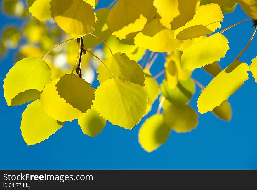 Autumn leaves against the blue sky. Autumn leaves against the blue sky