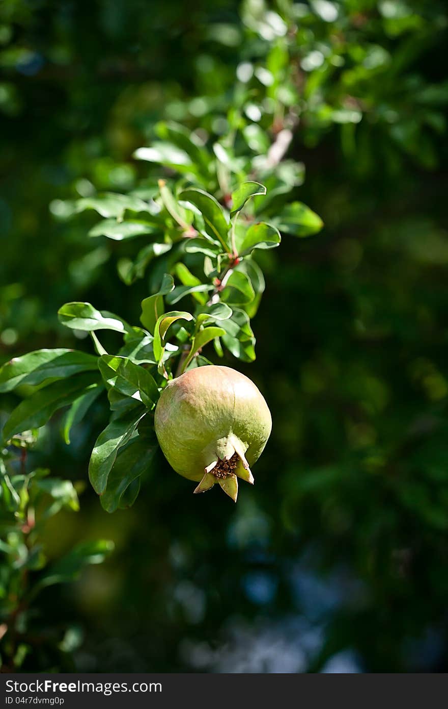 Close-up of Ripening Pomegranate On Tree