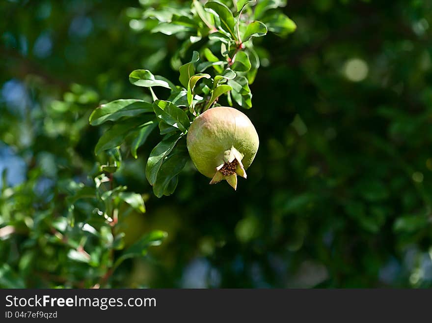 Pomegranate On Tree