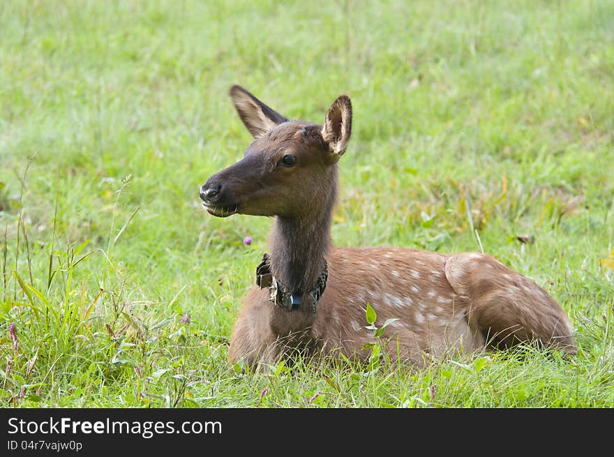 Baby elk with spots.