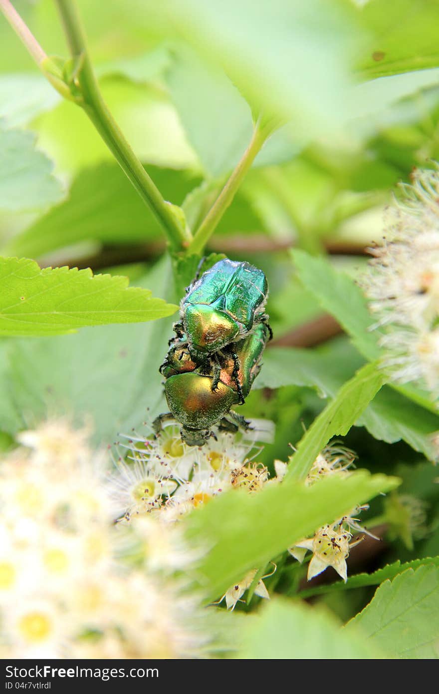 May beetle sitting on a white summer flower. May beetle sitting on a white summer flower.