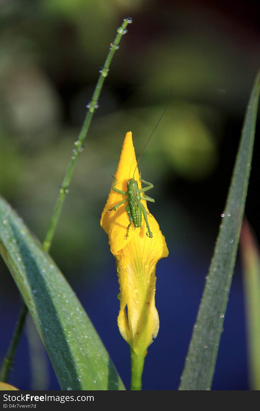 Small green a locust sitting on a flower of a yellow iris. Small green a locust sitting on a flower of a yellow iris.