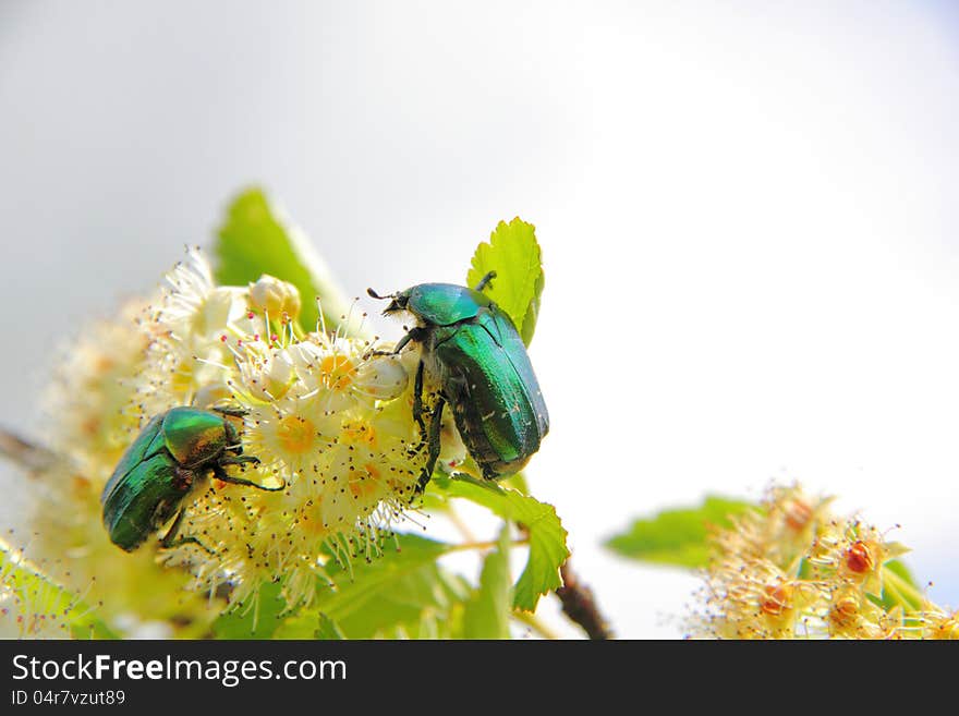 May beetle sitting on a white summer flower. May beetle sitting on a white summer flower.