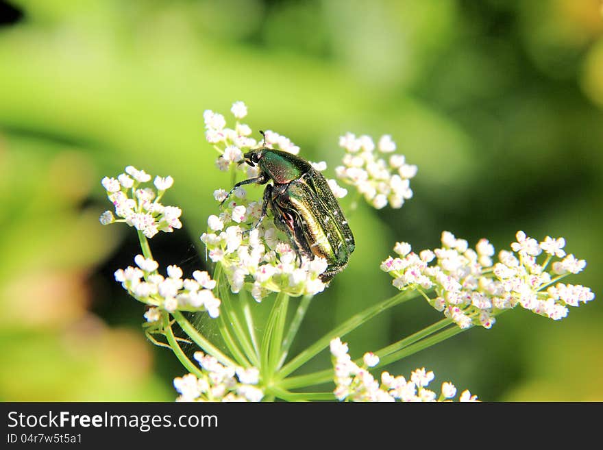 May beetle sitting on a white summer flower. May beetle sitting on a white summer flower.