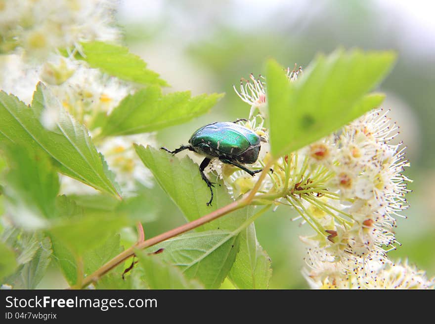 May beetle sitting on a white summer flower. May beetle sitting on a white summer flower.