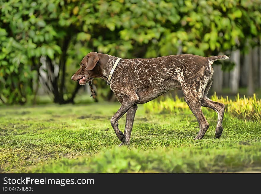 Deutsch Kurzhaar German Short-haired Pointing Dog