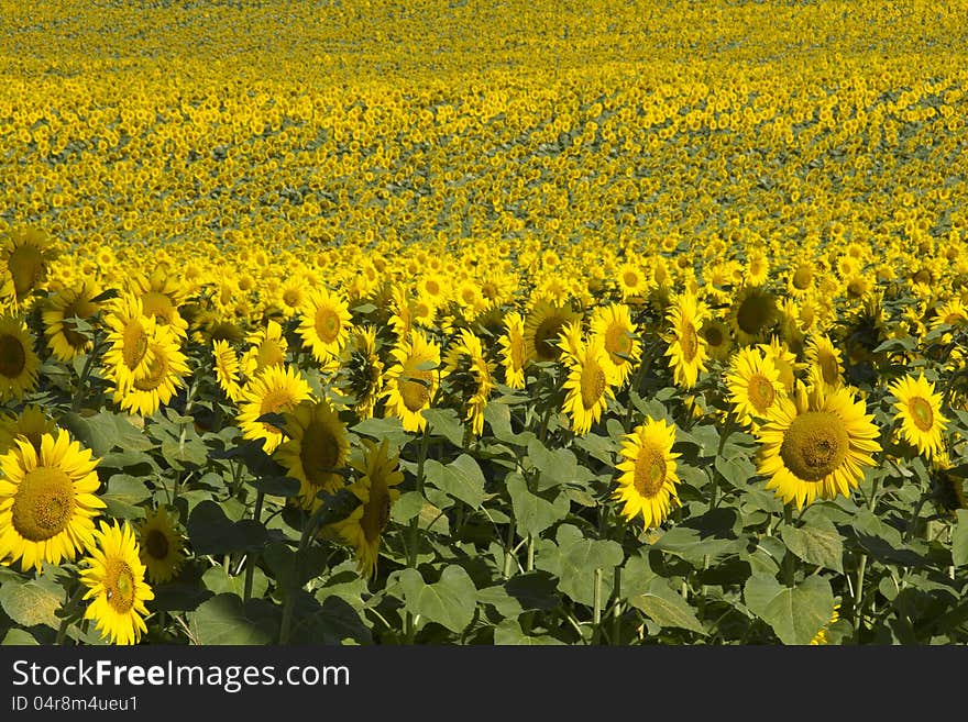 Mass of sunflowers in field in southern France. Mass of sunflowers in field in southern France