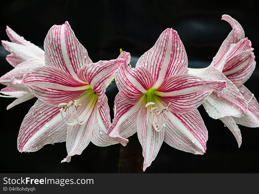 A beautiful flower in garden