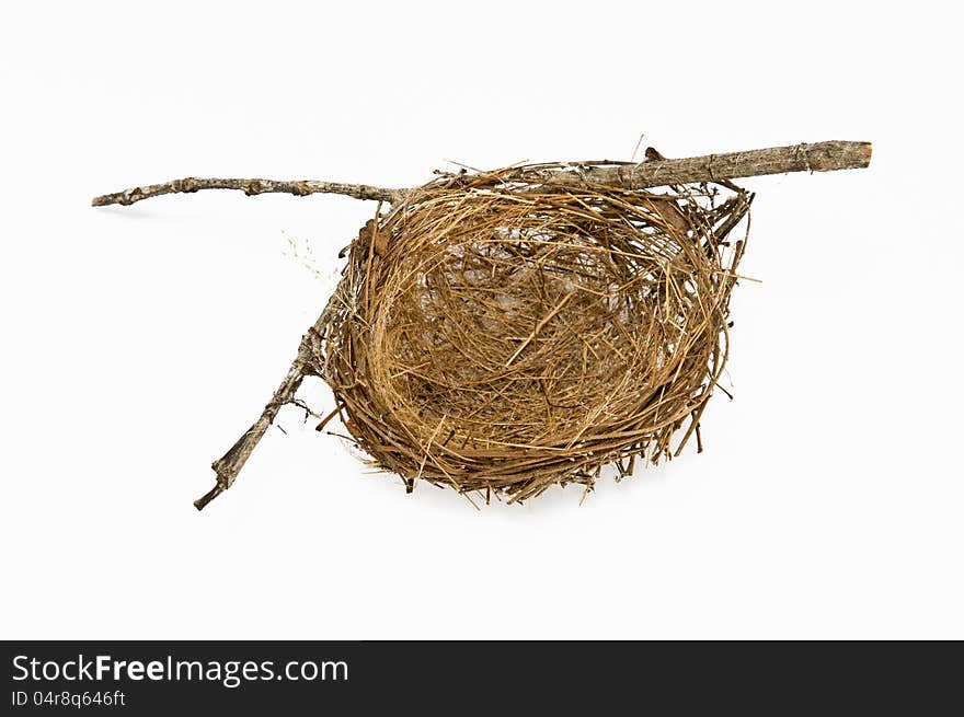 Bird Nest