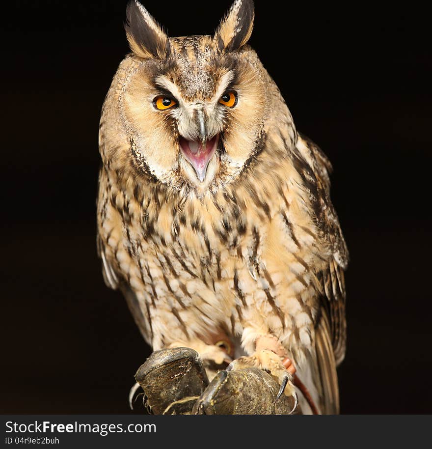 Portrait og a Long Eared Owl screeching