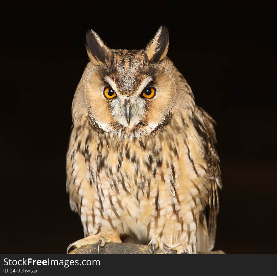 Portrait of a Long Eared Owl