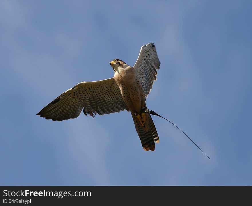 Close up of a Peregrine Falcon in flight