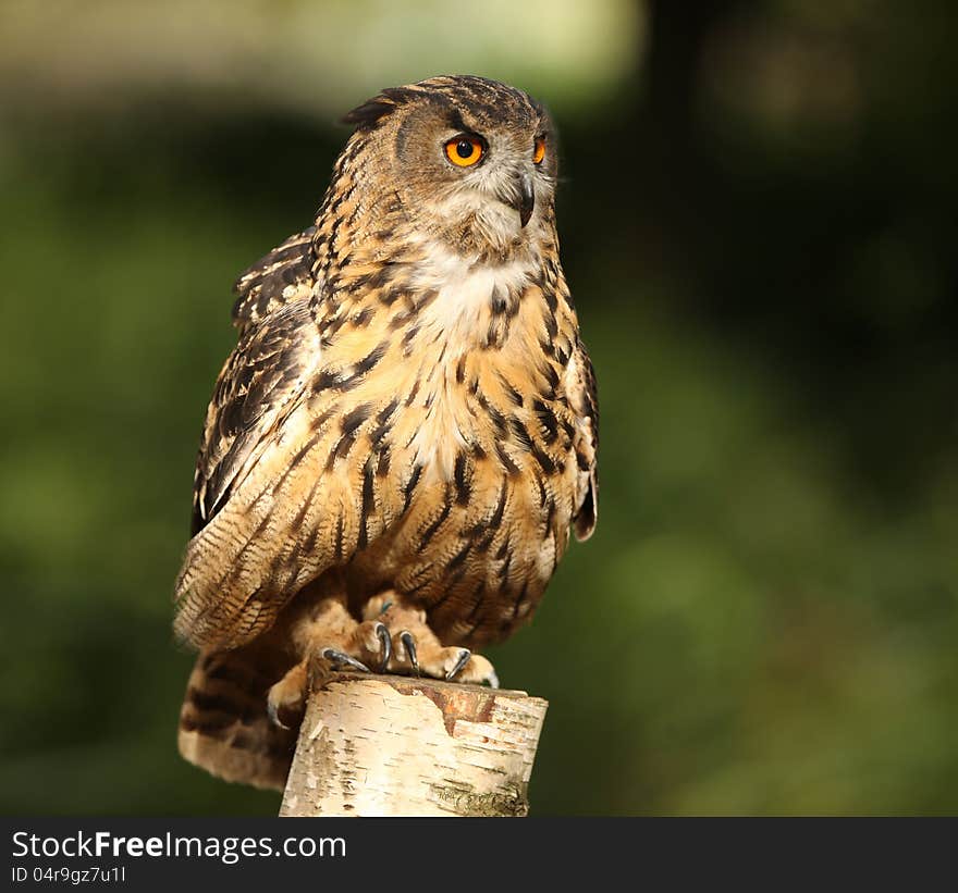 Portrait of an Eagle Owl on a tree stump