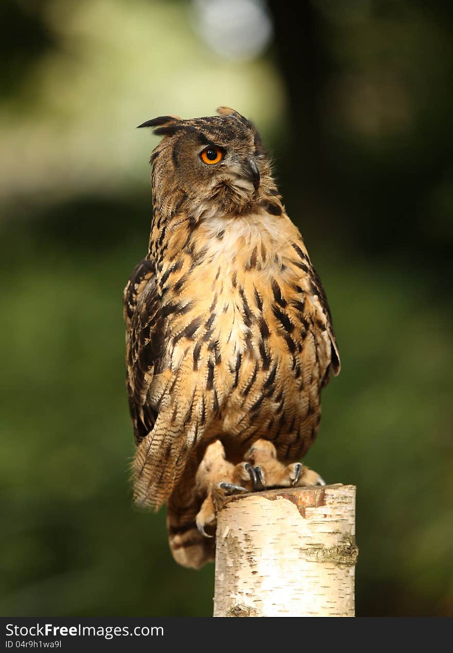 Portrait of an Eagle Owl on a tree stump