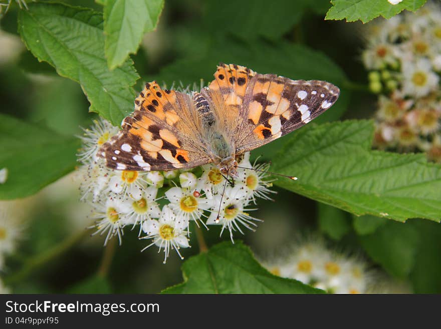 Group of butterflies sitting on a flower on a summer meadow. Group of butterflies sitting on a flower on a summer meadow.