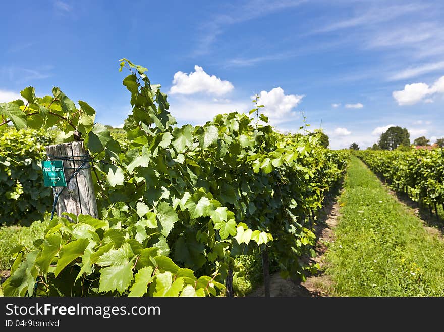 Vineyard Of Pinot Blanc Grape