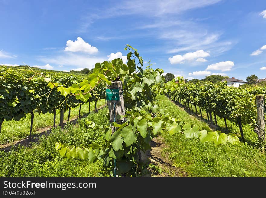 Vineyard Of Pinot Blanc Grape