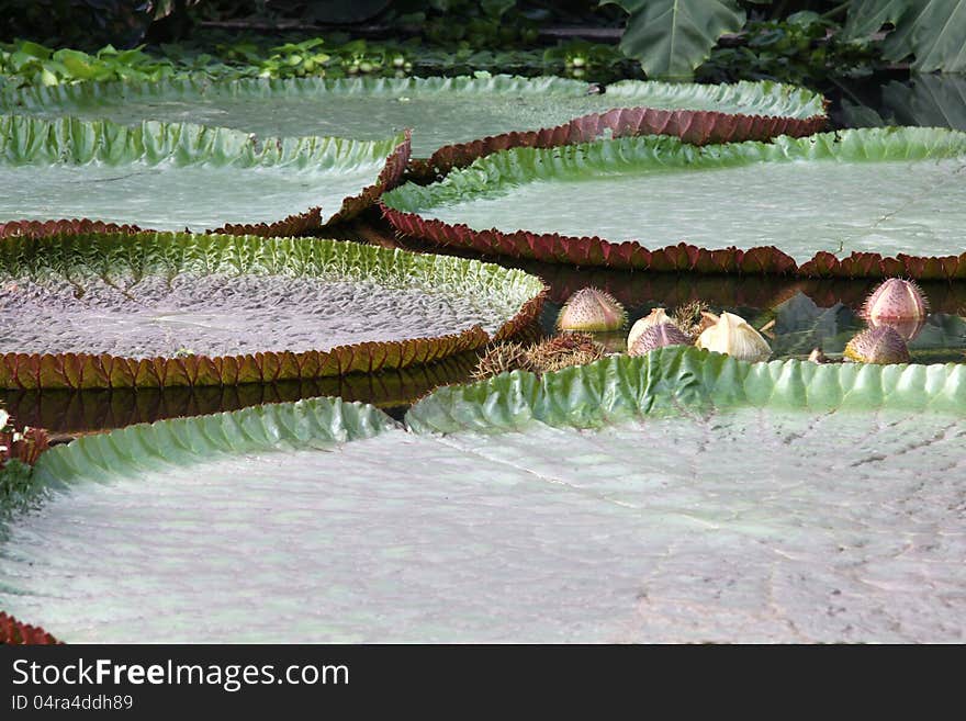 Giant Water Lily