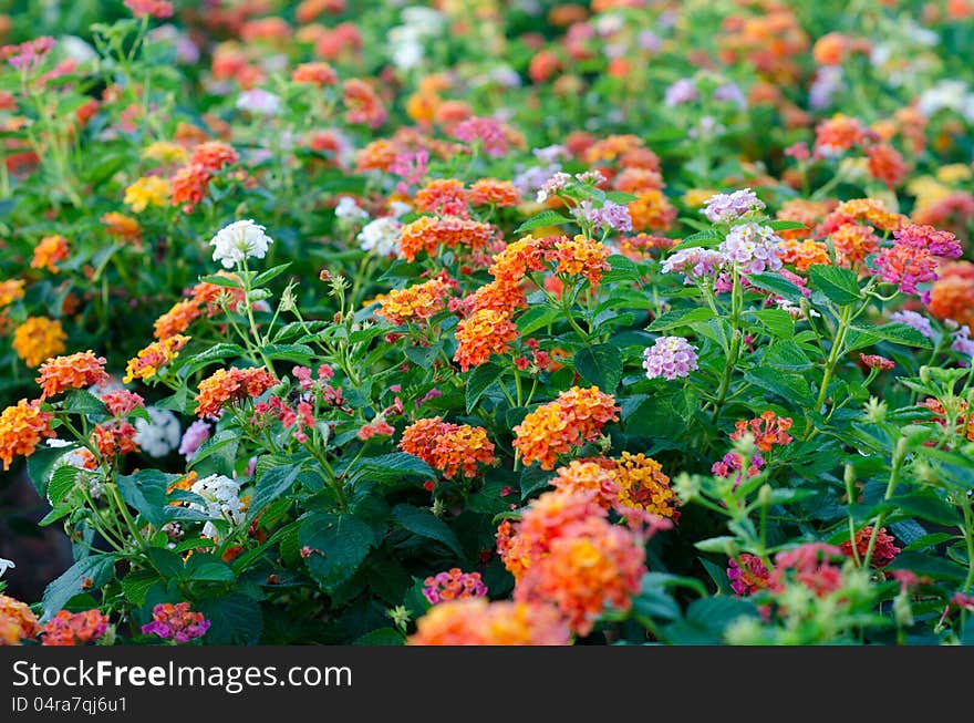 Close up of Lantana flowers