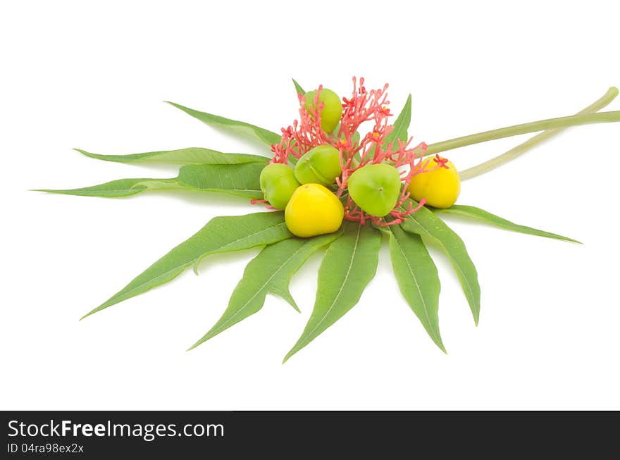 Jatropha Podagrica  on white background