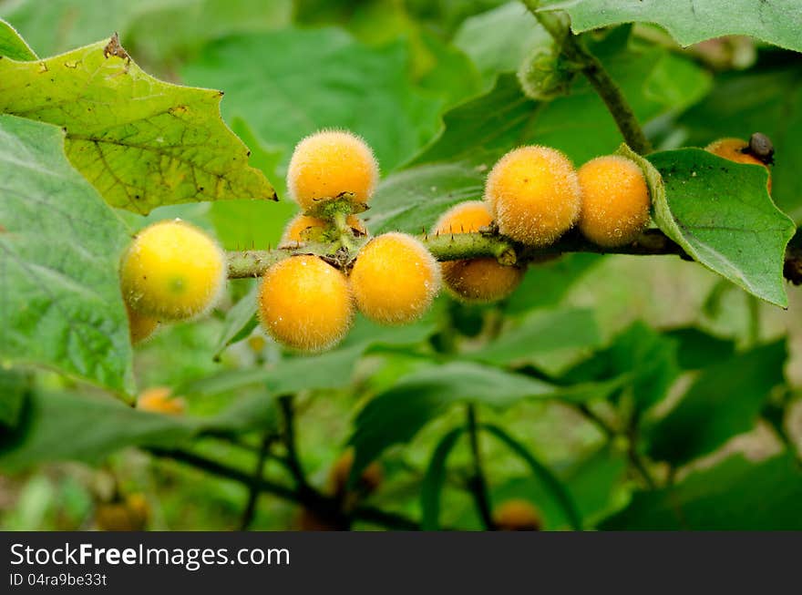 Solanum stramonifolium