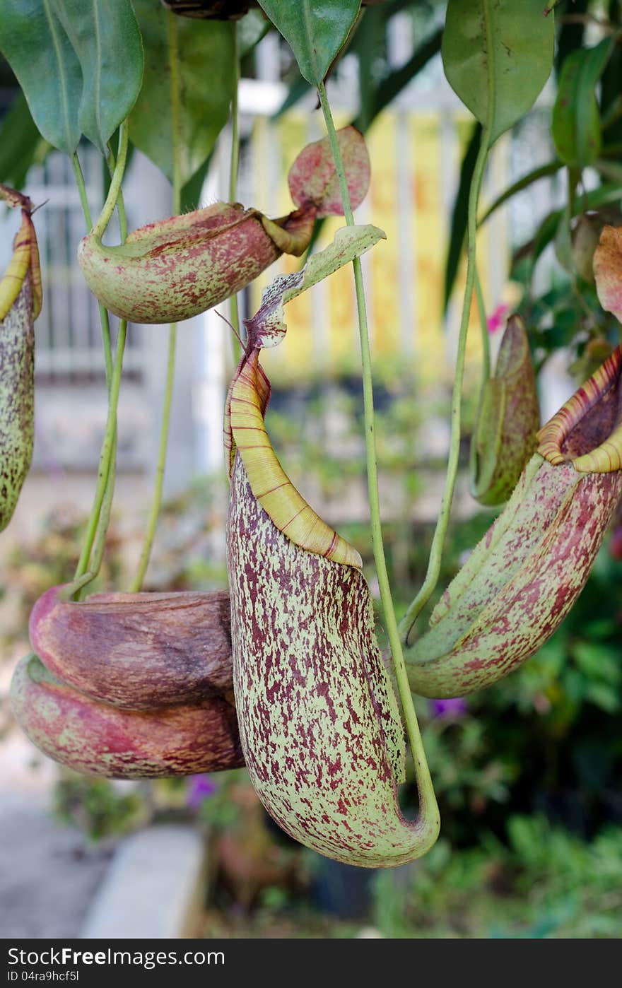 Nepenthes for sale in flower market, Thailand