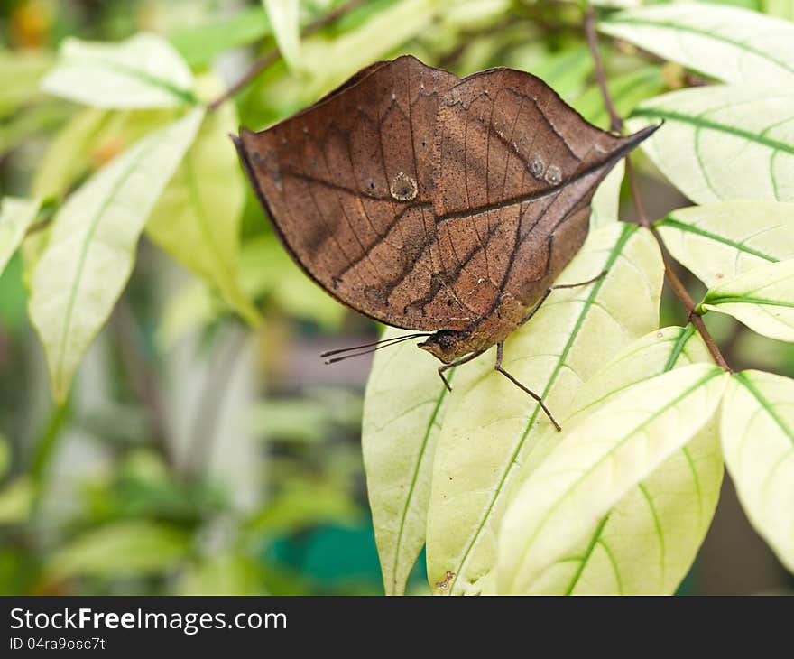 Close up of Orange oakleaf butterfly