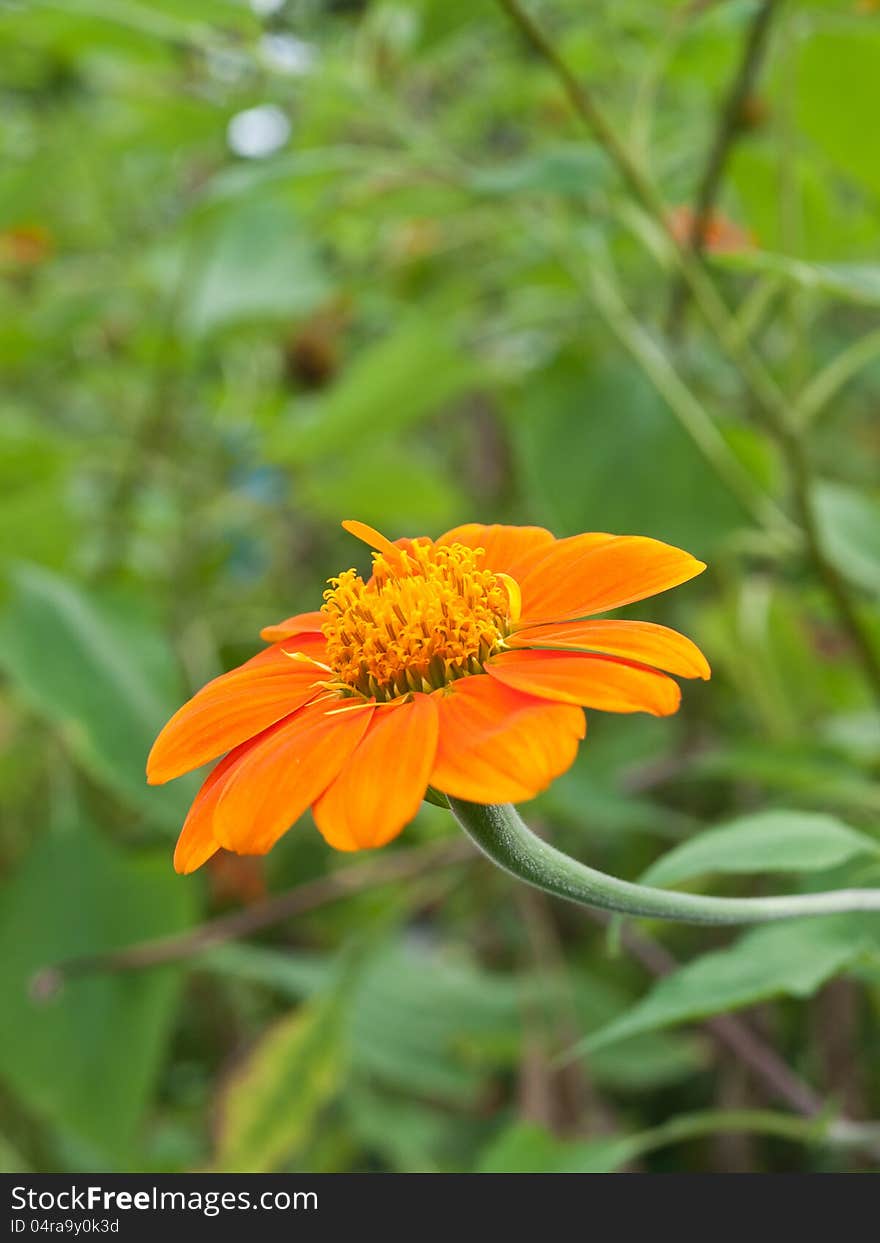 A close up of a Mexican Sunflower