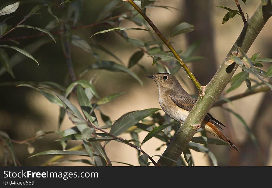 Redstart is perching on the branch of a tree