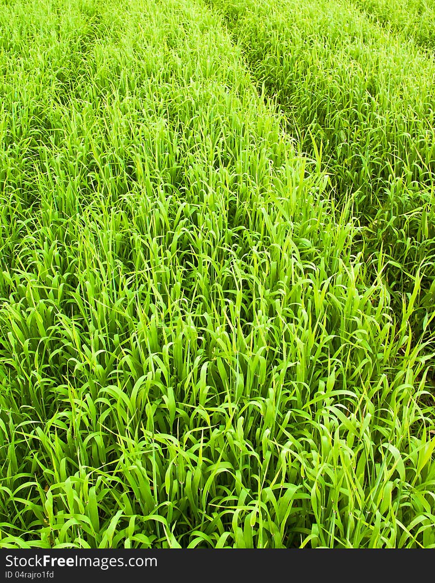 Dense green shoots of barley. Dense green shoots of barley