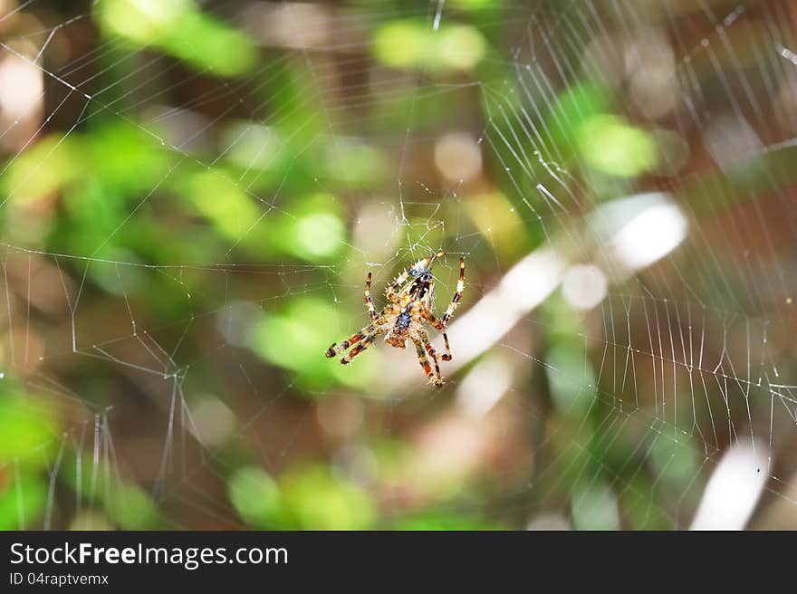 A Garden Spider on its Web. A Garden Spider on its Web